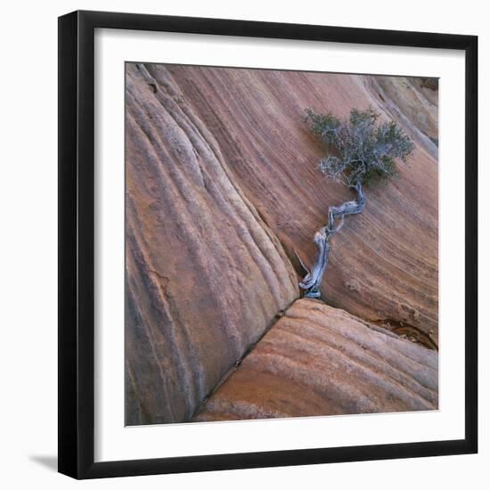 Tree Growing in Rock Cliff-Micha Pawlitzki-Framed Photographic Print