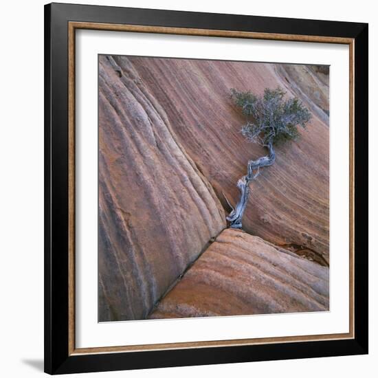 Tree Growing in Rock Cliff-Micha Pawlitzki-Framed Photographic Print