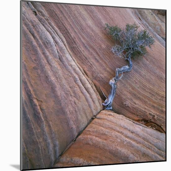 Tree Growing in Rock Cliff-Micha Pawlitzki-Mounted Photographic Print