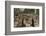 Tree Growing on Ruins of Ancient Spean Thmor Bridge, Siem Reap-David Wall-Framed Photographic Print