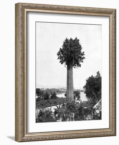 Tree Growing Out Old Sugar Estate Chimney, Jamaica, C1905-Adolphe & Son Duperly-Framed Giclee Print