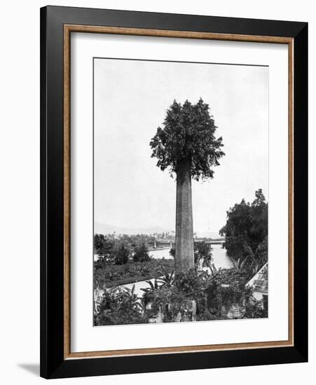 Tree Growing Out Old Sugar Estate Chimney, Jamaica, C1905-Adolphe & Son Duperly-Framed Giclee Print