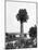 Tree Growing Out Old Sugar Estate Chimney, Jamaica, C1905-Adolphe & Son Duperly-Mounted Giclee Print