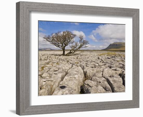 Tree Growing Through Limestone, Ingleton, Yorkshire Dales National Park, England, United Kingdom-Neale Clark-Framed Photographic Print