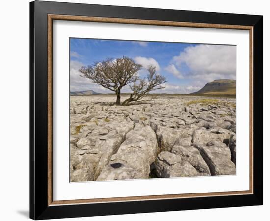 Tree Growing Through Limestone, Ingleton, Yorkshire Dales National Park, England, United Kingdom-Neale Clark-Framed Photographic Print