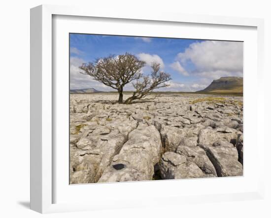 Tree Growing Through Limestone, Ingleton, Yorkshire Dales National Park, England, United Kingdom-Neale Clark-Framed Photographic Print