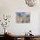 Tree Growing Through Limestone, Ingleton, Yorkshire Dales National Park, England, United Kingdom-Neale Clark-Photographic Print displayed on a wall