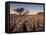 Tree Growing Through the Limestone at Sunset, Ingleton, Yorkshire Dales National Park, England-Neale Clark-Framed Premier Image Canvas