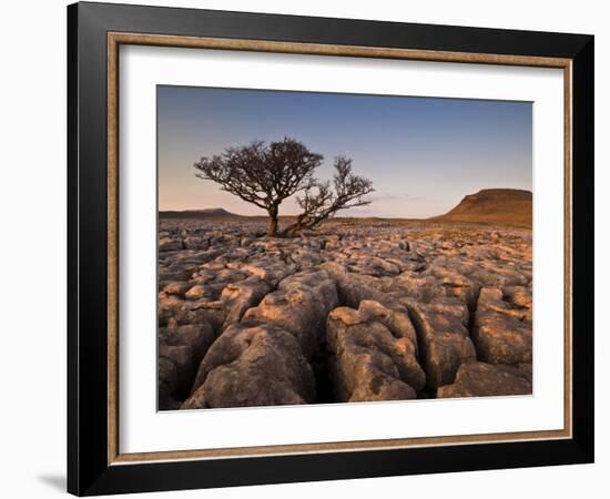 Tree Growing Through the Limestone at Sunset, Ingleton, Yorkshire Dales National Park, England-Neale Clark-Framed Photographic Print