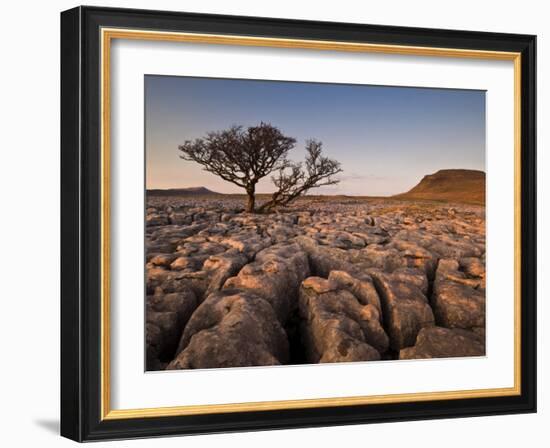 Tree Growing Through the Limestone at Sunset, Ingleton, Yorkshire Dales National Park, England-Neale Clark-Framed Photographic Print