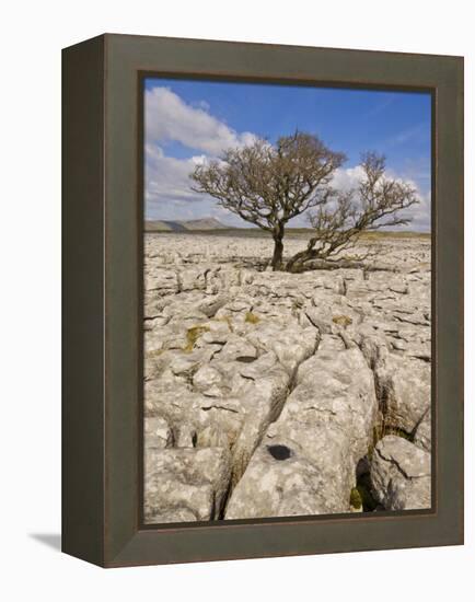 Tree Growing Through the Limestone, Yorkshire Dales National Park, Yorkshire, England-Neale Clark-Framed Premier Image Canvas