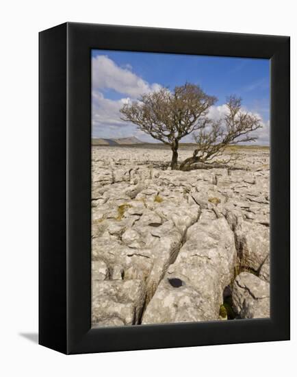 Tree Growing Through the Limestone, Yorkshire Dales National Park, Yorkshire, England-Neale Clark-Framed Premier Image Canvas