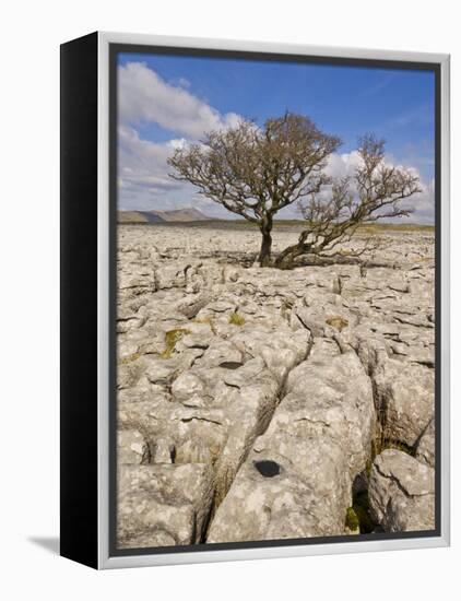 Tree Growing Through the Limestone, Yorkshire Dales National Park, Yorkshire, England-Neale Clark-Framed Premier Image Canvas
