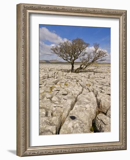 Tree Growing Through the Limestone, Yorkshire Dales National Park, Yorkshire, England-Neale Clark-Framed Photographic Print