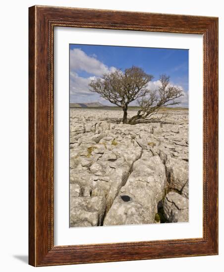 Tree Growing Through the Limestone, Yorkshire Dales National Park, Yorkshire, England-Neale Clark-Framed Photographic Print