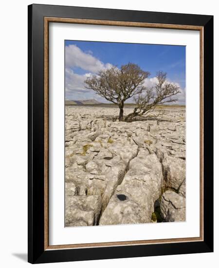 Tree Growing Through the Limestone, Yorkshire Dales National Park, Yorkshire, England-Neale Clark-Framed Photographic Print