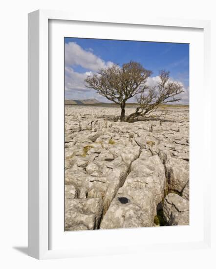 Tree Growing Through the Limestone, Yorkshire Dales National Park, Yorkshire, England-Neale Clark-Framed Photographic Print