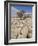 Tree Growing Through the Limestone, Yorkshire Dales National Park, Yorkshire, England-Neale Clark-Framed Photographic Print