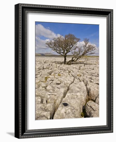 Tree Growing Through the Limestone, Yorkshire Dales National Park, Yorkshire, England-Neale Clark-Framed Photographic Print