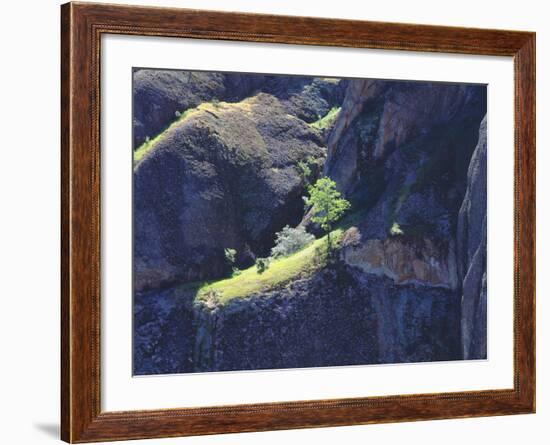 Tree Grows on Grassy Ledge off Cliff, Pinnacles National Monument, California, USA-Christopher Talbot Frank-Framed Photographic Print