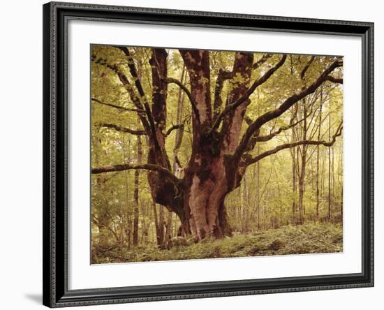 Tree, Harewood, Old, Huge-Thonig-Framed Photographic Print