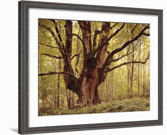 Tree, Harewood, Old, Huge-Thonig-Framed Photographic Print