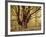 Tree, Harewood, Old, Huge-Thonig-Framed Photographic Print