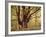 Tree, Harewood, Old, Huge-Thonig-Framed Photographic Print