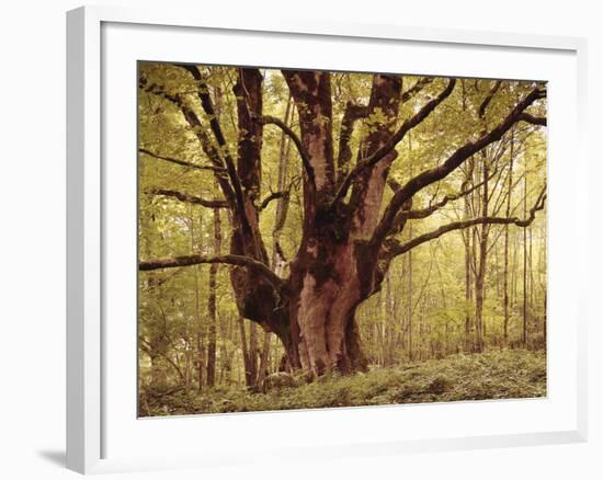 Tree, Harewood, Old, Huge-Thonig-Framed Photographic Print