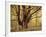 Tree, Harewood, Old, Huge-Thonig-Framed Photographic Print