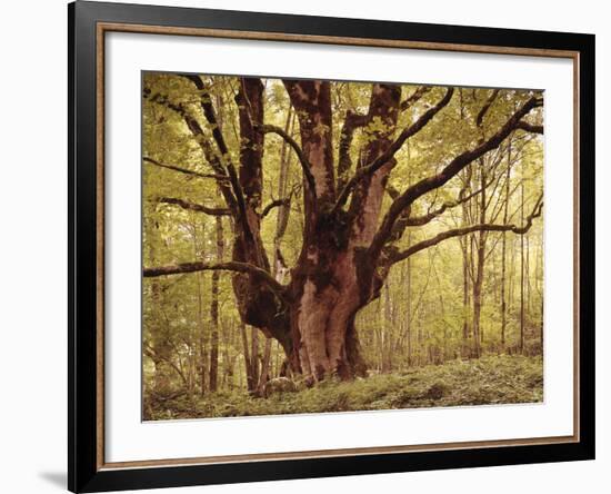 Tree, Harewood, Old, Huge-Thonig-Framed Photographic Print