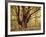 Tree, Harewood, Old, Huge-Thonig-Framed Photographic Print