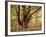 Tree, Harewood, Old, Huge-Thonig-Framed Photographic Print