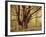 Tree, Harewood, Old, Huge-Thonig-Framed Photographic Print