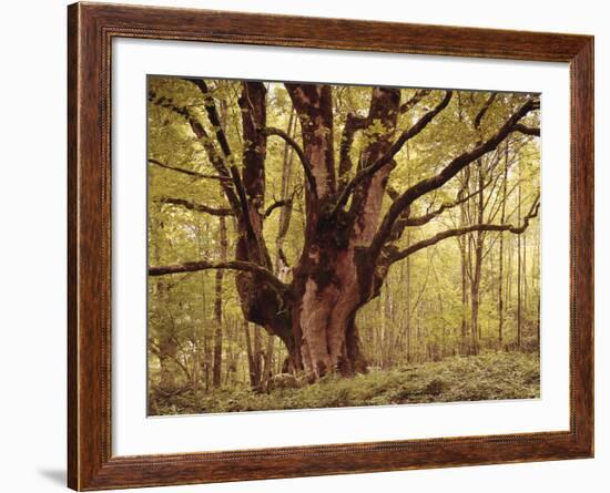 Tree, Harewood, Old, Huge-Thonig-Framed Photographic Print