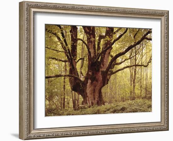 Tree, Harewood, Old, Huge-Thonig-Framed Photographic Print