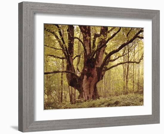 Tree, Harewood, Old, Huge-Thonig-Framed Photographic Print