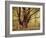 Tree, Harewood, Old, Huge-Thonig-Framed Photographic Print