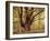 Tree, Harewood, Old, Huge-Thonig-Framed Photographic Print