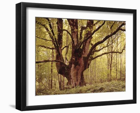 Tree, Harewood, Old, Huge-Thonig-Framed Photographic Print