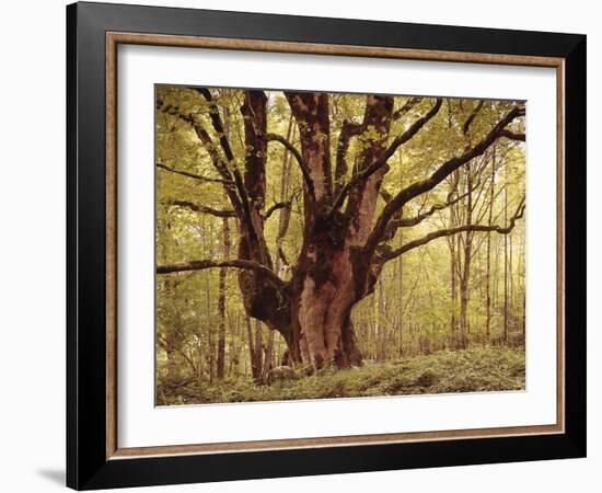 Tree, Harewood, Old, Huge-Thonig-Framed Photographic Print