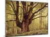 Tree, Harewood, Old, Huge-Thonig-Mounted Photographic Print