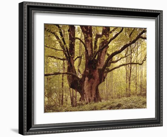 Tree, Harewood, Old, Huge-Thonig-Framed Photographic Print