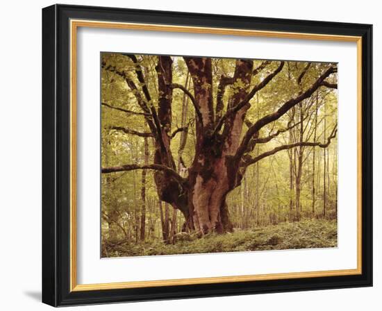 Tree, Harewood, Old, Huge-Thonig-Framed Photographic Print