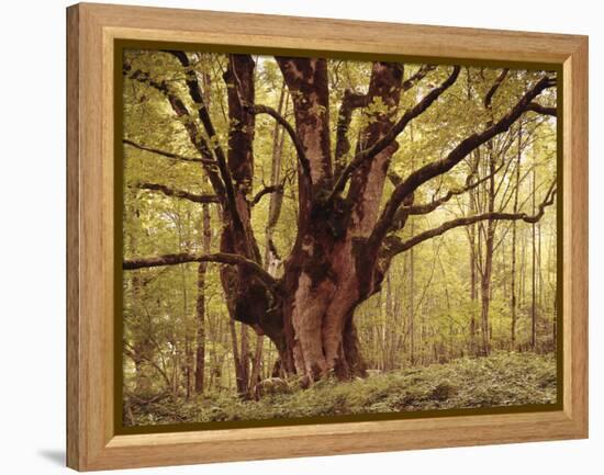 Tree, Harewood, Old, Huge-Thonig-Framed Premier Image Canvas