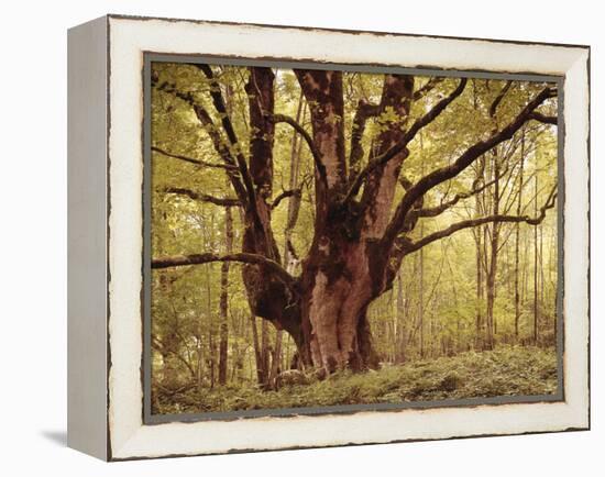 Tree, Harewood, Old, Huge-Thonig-Framed Premier Image Canvas