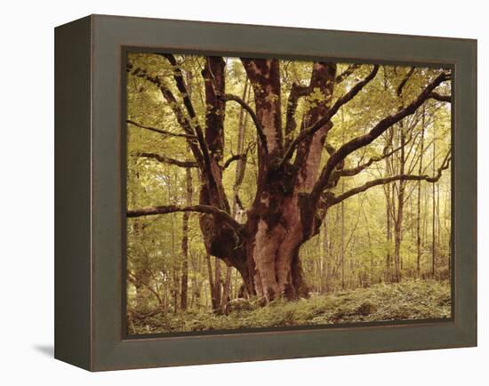 Tree, Harewood, Old, Huge-Thonig-Framed Premier Image Canvas