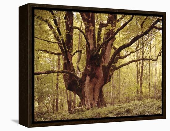 Tree, Harewood, Old, Huge-Thonig-Framed Premier Image Canvas