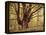 Tree, Harewood, Old, Huge-Thonig-Framed Premier Image Canvas