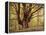 Tree, Harewood, Old, Huge-Thonig-Framed Premier Image Canvas